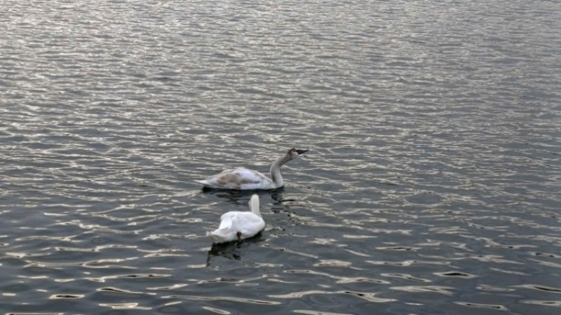 Şile Limanı’nda nadir görüntü... İki kuğu ilgi odağı oldu