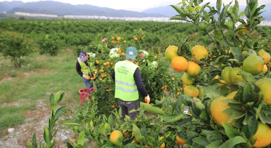 HBB, ÜRETİCİDEN ALDIĞI MANDALİNALARI ÖĞRENCİLERE İKRAM ETTİ