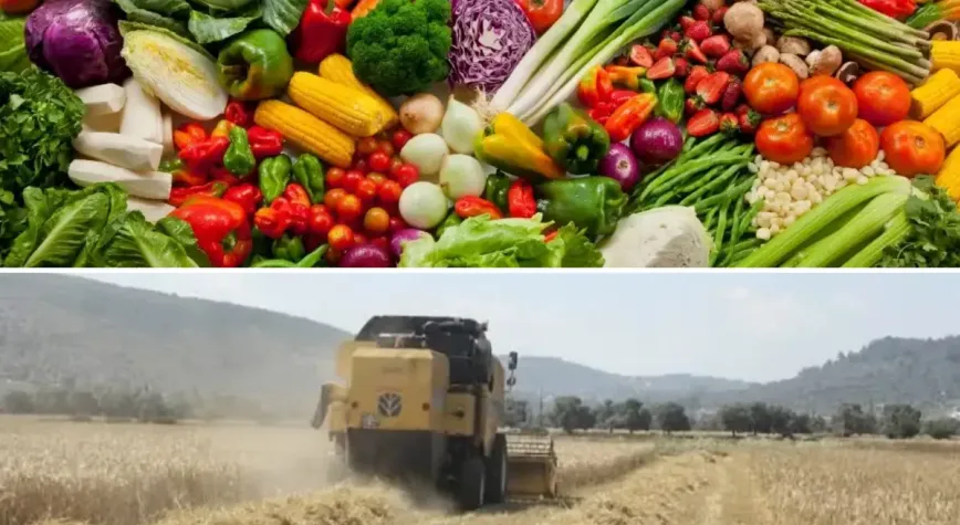 Tarım ürünlerinde fiyatlar eylülde düştü
