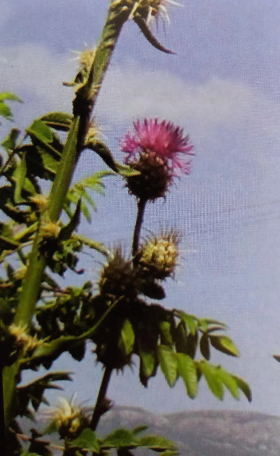 Centaurea doddsii