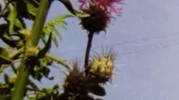 Centaurea doddsii